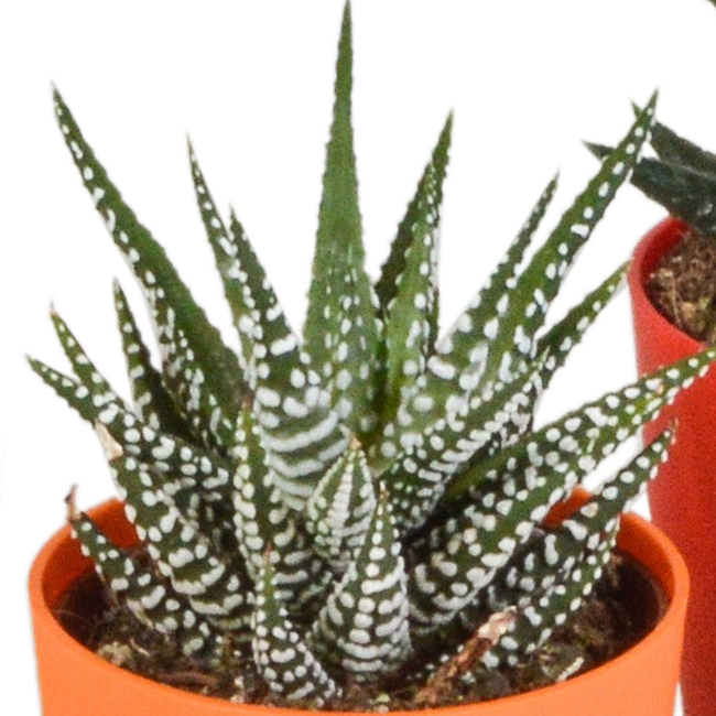 Gasteria/Haworthia mix 5,5cm - 5x - in gekleurde plasticpot