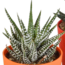 Gasteria/Haworthia mix 5,5cm - 5x - in gekleurde plasticpot