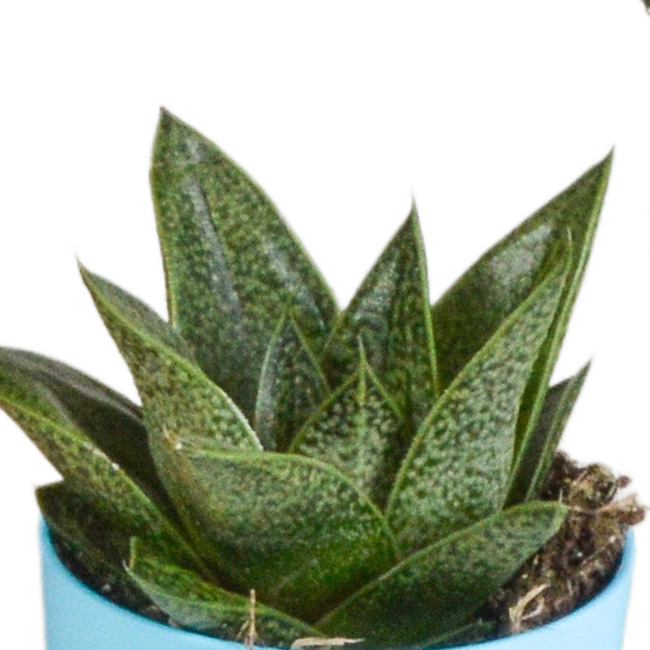 Gasteria/Haworthia mix 5,5cm - 5x - in gekleurde plasticpot