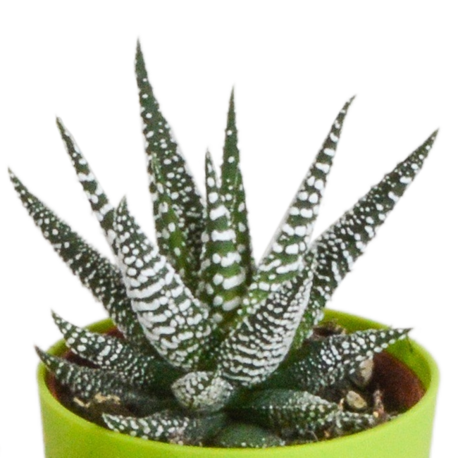 Gasteria/Haworthia mix 5,5cm - 5x - in gekleurde plasticpot