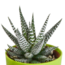 Gasteria/Haworthia mix 5,5cm - 5x - in gekleurde plasticpot