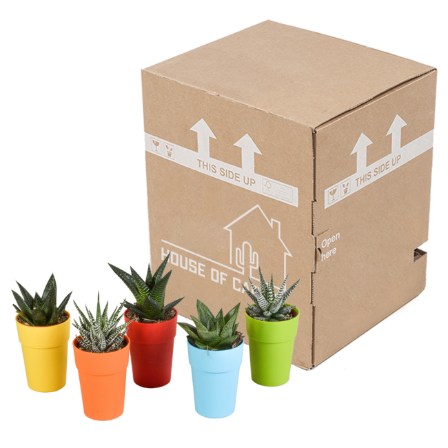 Gasteria/Haworthia mix 5,5cm - 5x - in gekleurde plasticpot