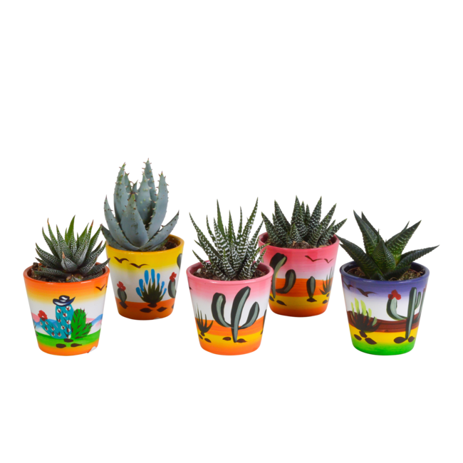 Gasteria/Haworthia mix 5,5cm - 5x - in Mexicaanse pot