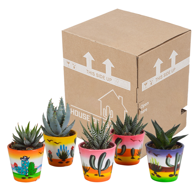 Gasteria/Haworthia mix 5,5cm - 5x - in Mexicaanse pot