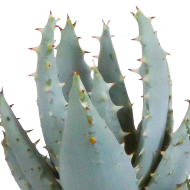 Gasteria/Haworthia mix 5,5cm - 5x - in Mexicaanse pot