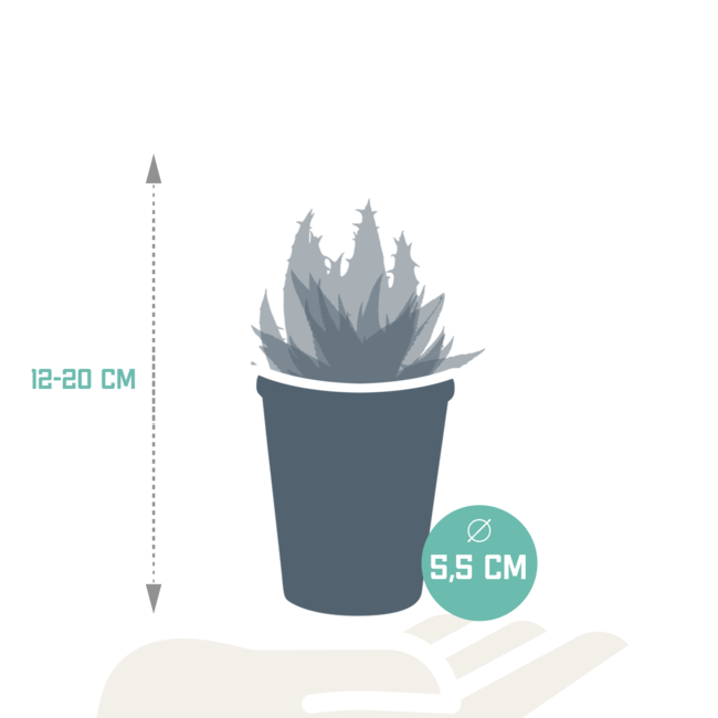Gasteria/Haworthia mix 5,5cm - 5x - in terracotta pot