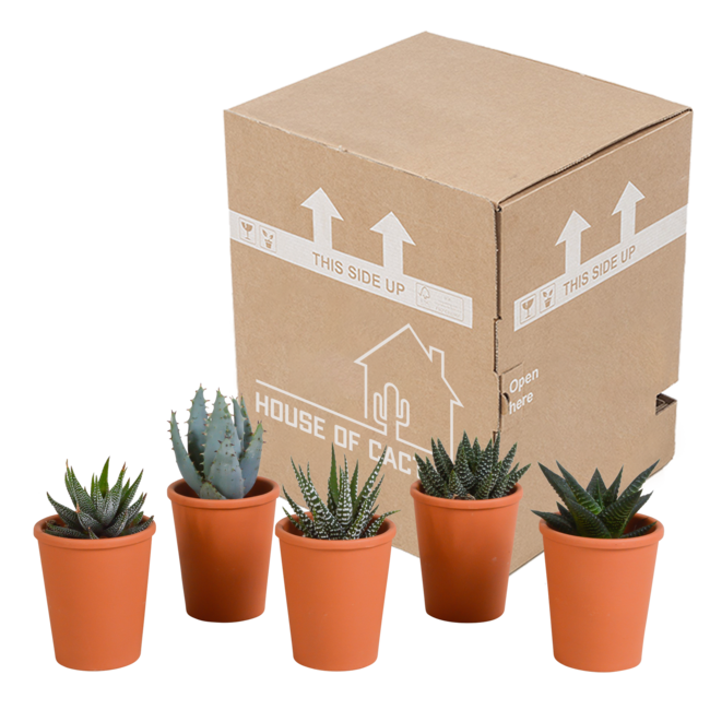 Gasteria/Haworthia mix 5,5cm - 5x - in terracotta pot