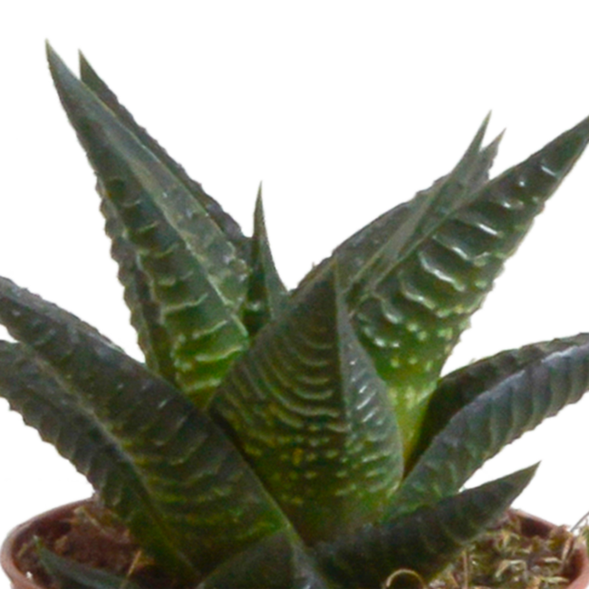 Gasteria/Haworthia mix 5,5cm - 5x - in terracotta pot