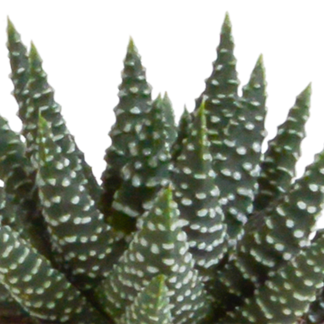 Gasteria/Haworthia mix 5,5cm - 5x - in terracotta pot