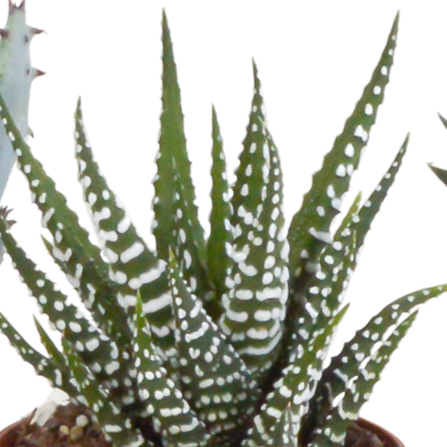 Gasteria/Haworthia mix 5,5cm - 5x - in terracotta pot