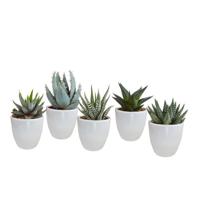 Gasteria/Haworthia mix 5,5cm - 5x - in witte pot