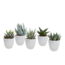 Gasteria/Haworthia mix 5,5cm - 5x - in witte pot