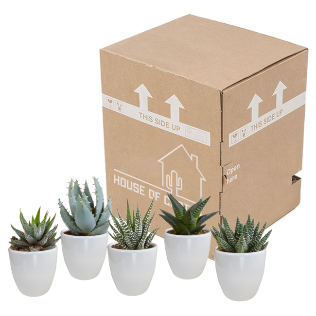 Gasteria/Haworthia mix 5,5cm - 5x - in witte pot