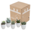 Gasteria/Haworthia mix 5,5cm - 5x - in witte pot
