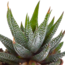 Gasteria/Haworthia mix 5,5cm - 5x - in witte pot