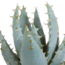 Gasteria/Haworthia mix 5,5cm - 5x - in witte pot