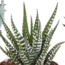 Gasteria/Haworthia mix 5,5cm - 5x - in witte pot