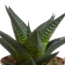 Gasteria/Haworthia mix 5,5cm - 5x - in witte pot
