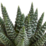 Gasteria/Haworthia mix 5,5cm - 5x - in witte pot