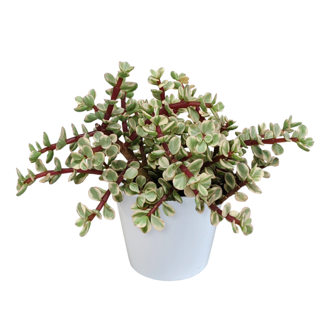 Portulacaria afra Variegata 10,5cm - in witte pot