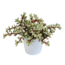 Portulacaria afra Variegata 10,5cm - in witte pot