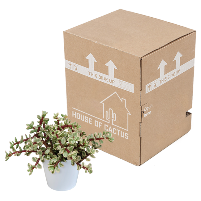 Portulacaria afra Variegata 10,5cm - in witte pot