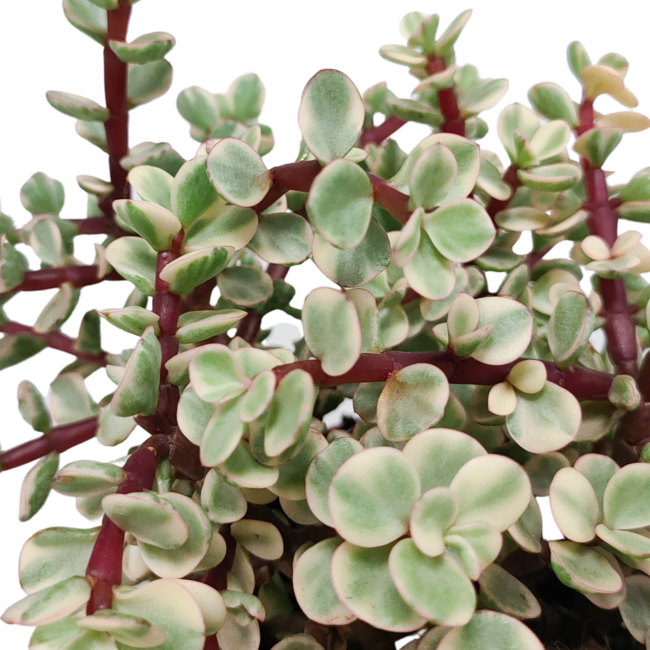 Portulacaria afra Variegata 10,5cm - in witte pot