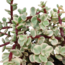 Portulacaria afra Variegata 10,5cm - in witte pot