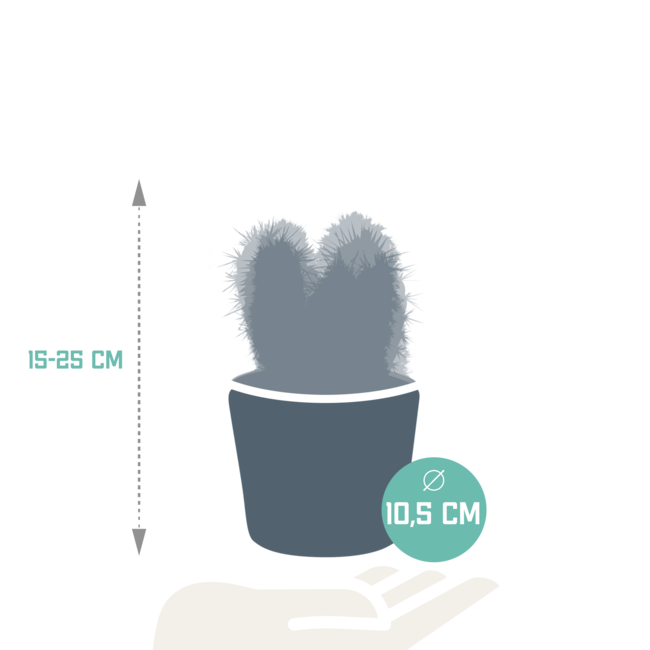 Cereus mix 10,5cm - 3x - in Mexicaanse pot