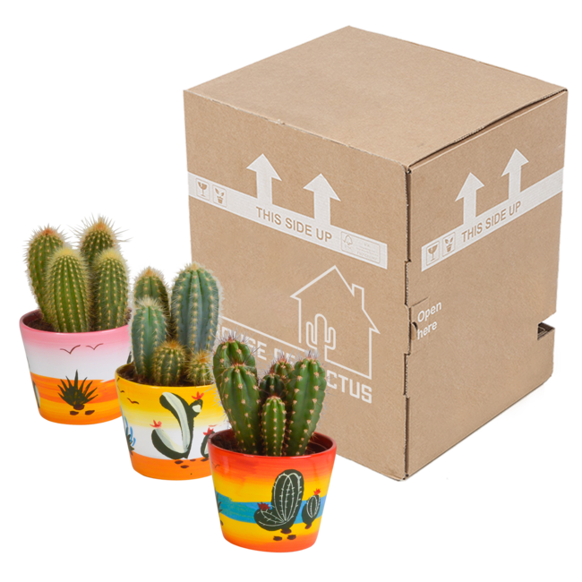 Cereus mix 10,5cm - 3x - in Mexicaanse pot
