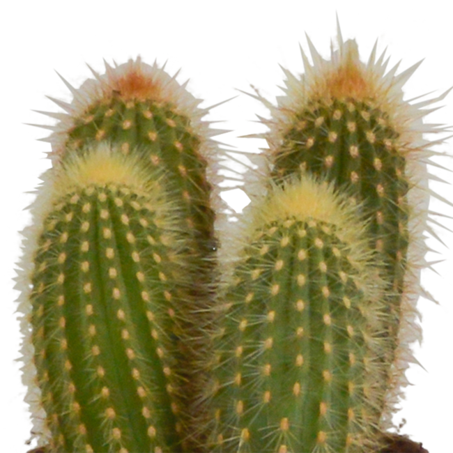 Cereus mix 10,5cm - 3x - in Mexicaanse pot