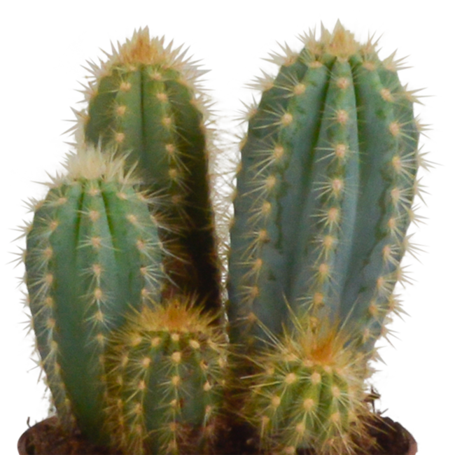Cereus mix 10,5cm - 3x - in Mexicaanse pot