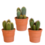 Cereus mix 10,5cm - 3x - in terracotta pot
