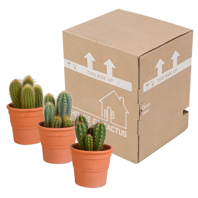 Cereus mix 10,5cm - 3x - in terracotta pot