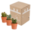 Cereus mix 10,5cm - 3x - in terracotta pot