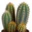 Cereus mix 10,5cm - 3x - in terracotta pot
