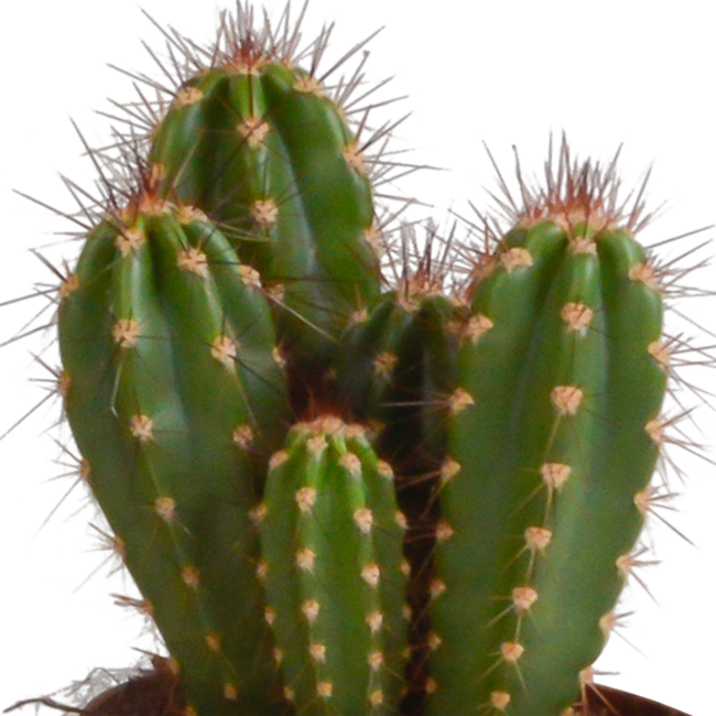 Cereus mix 10,5cm - 3x - in terracotta pot