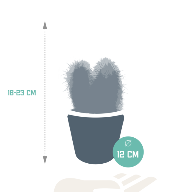 Cereus mix 10,5cm - 3x - in witte pot