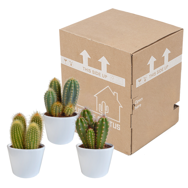 Cereus mix 10,5cm - 3x - in witte pot