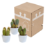 Cereus mix 10,5cm - 3x - in witte pot