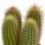 Cereus mix 10,5cm - 3x - in witte pot