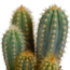 Cereus mix 10,5cm - 3x - in witte pot