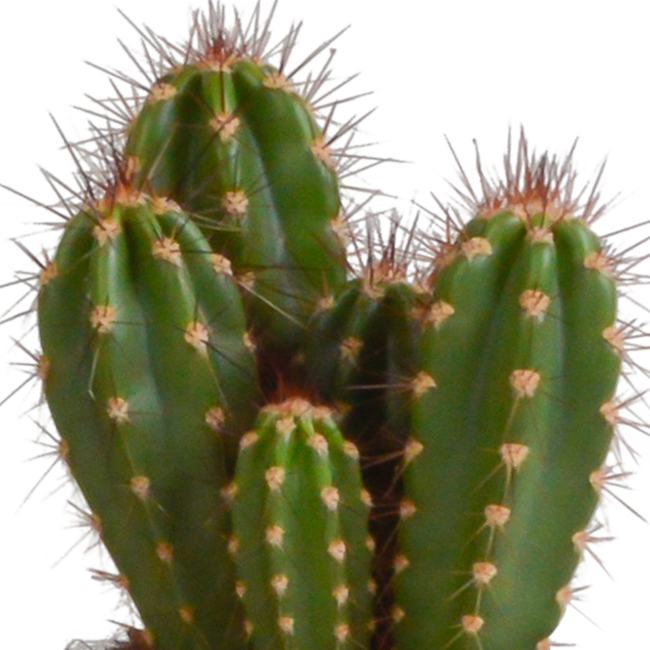 Cereus mix 10,5cm - 3x - in witte pot