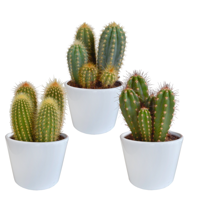 Cereus mix 10,5cm - 3x - in witte pot