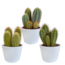 Cereus mix 10,5cm - 3x - in witte pot