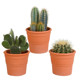 Cactus mix 10.5 cm - 3x - in terracotta pot