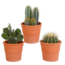 Cactus mix 10.5 cm - 3x - in terracotta pot