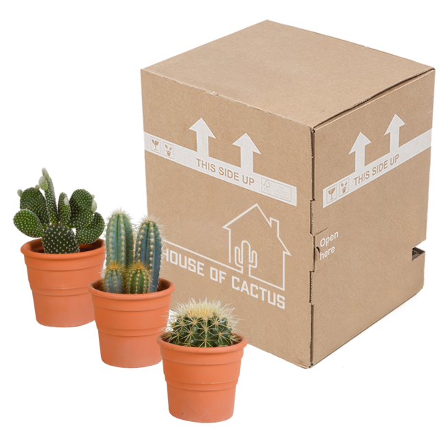 Cactus mix 10.5 cm - 3x - in terracotta pot