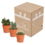 Cactus mix 10.5 cm - 3x - in terracotta pot