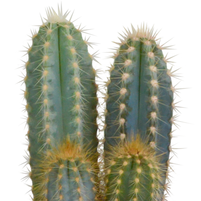 Cactus mix 10.5 cm - 3x - in terracotta pot